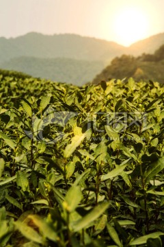 杭州龙井茶园