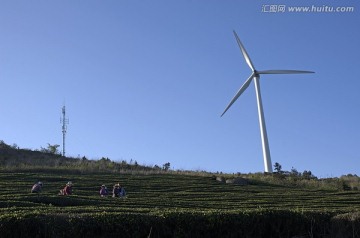 东白山茶园梯田与风力发电机