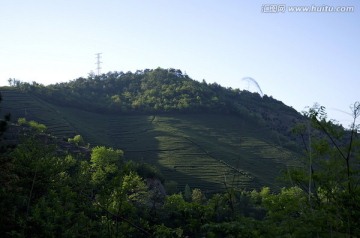 东白山茶园梯田全景