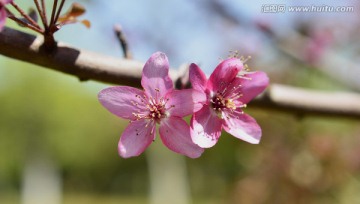 樱花盛开