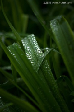 青草水珠