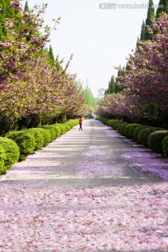 樱花