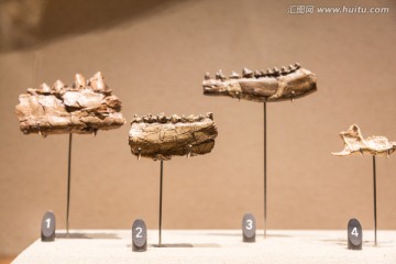 恐龙牙齿化石
