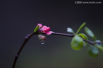 海棠花