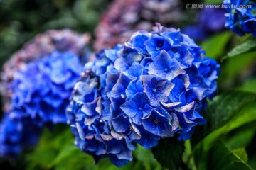 北欧蓝色鲜花