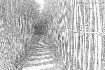 竹林小路素描