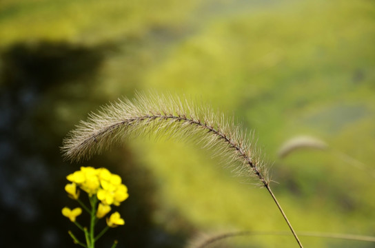 狗尾巴草