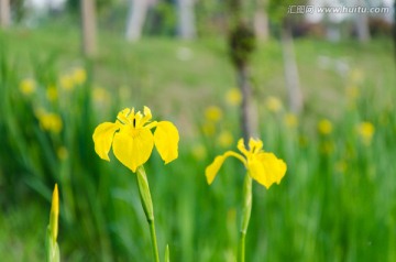 黄色菖蒲