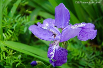 鸾尾花