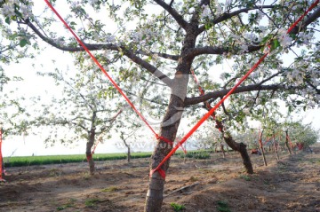 苹果树红丝带