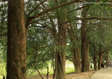 千年红豆杉林