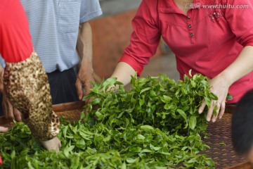 制茶工艺