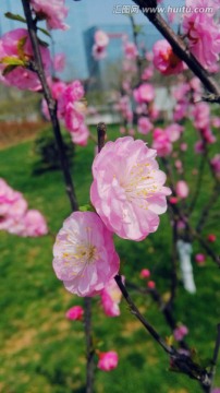 桃花 花蕾