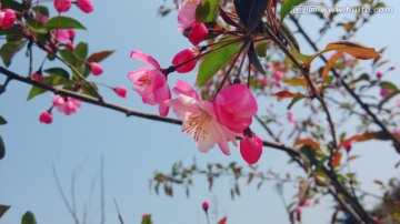 海棠花 红花