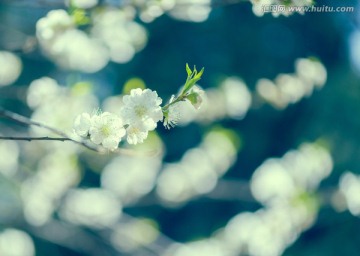 清新的桃花