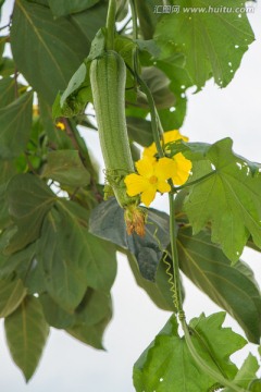 丝瓜与黄色花朵