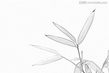 竹子素描