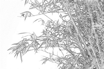 竹子素描