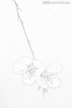 桃花素描
