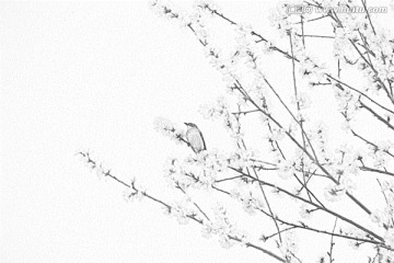 鸟与桃花素描