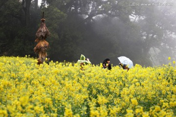 油菜花