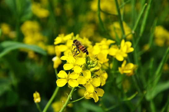 油菜花