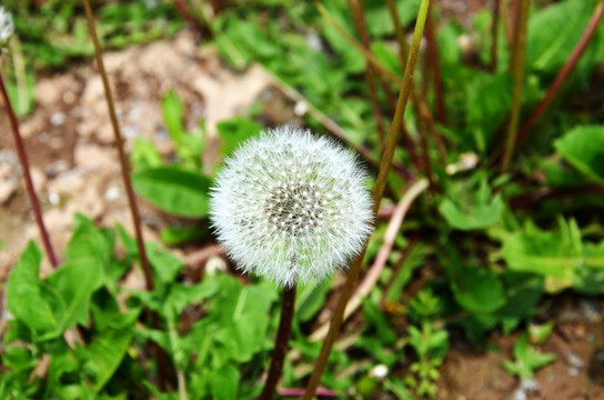 蒲公英
