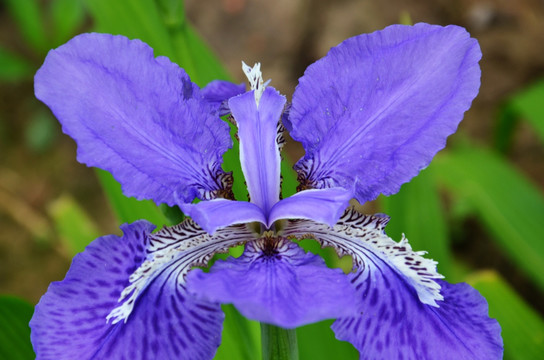 扁竹花