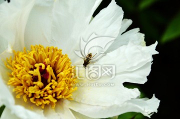 花与蜜蜂
