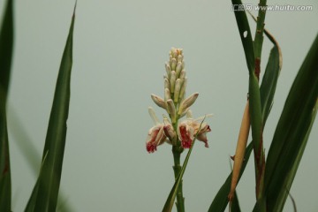 山姜花