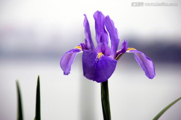 鸢尾