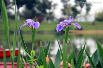 鸢尾