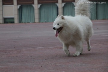 奔跑的萨摩耶