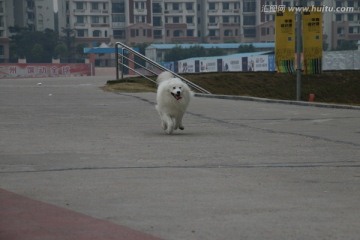 奔跑的萨摩耶