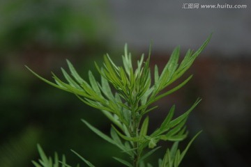野蒿子 野蒿 田蒿