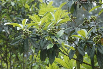 枇杷 枇杷果实