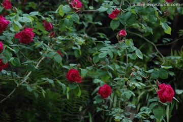 月季花 花