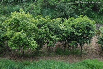 桂花树