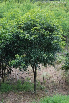 桂花苗 桂花树