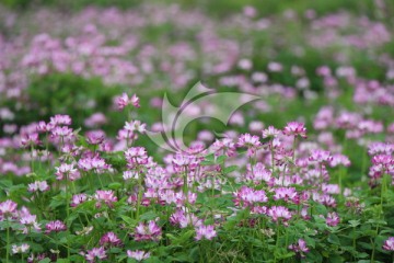 草籽花海