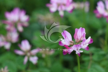 草籽花