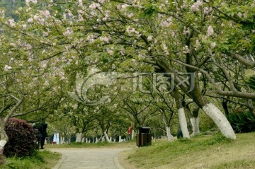 桂林 樱花园