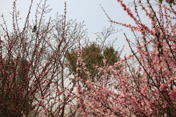 榆叶鸾枝