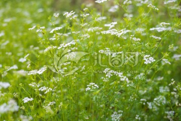 花草背景