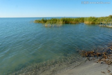 新疆可可苏里湖水水草自然风景