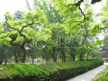 绿化景观