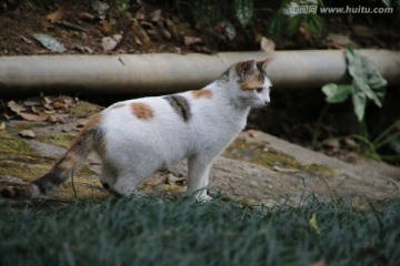 猫咪