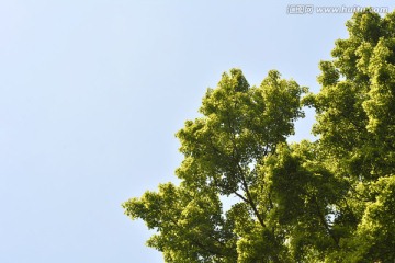 绿色的大树