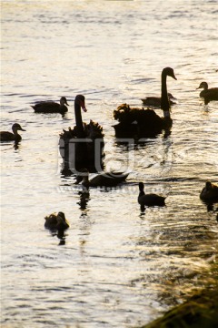 墨尔本雅拉河上成群结对的黑天鹅