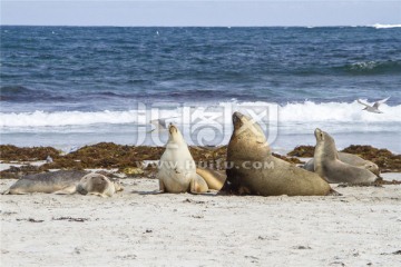 大海边上的海狮